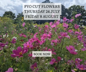 PYO Flowers