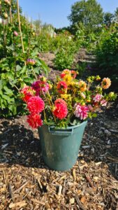 WhatsApp Image 2025-06-20 at 1.48.41 PM (1)