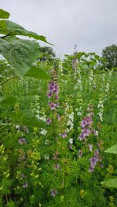 WhatsApp Image 2025-06-20 at 1.48.41 PM (2)