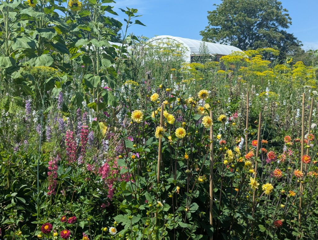 Cut flower garden
