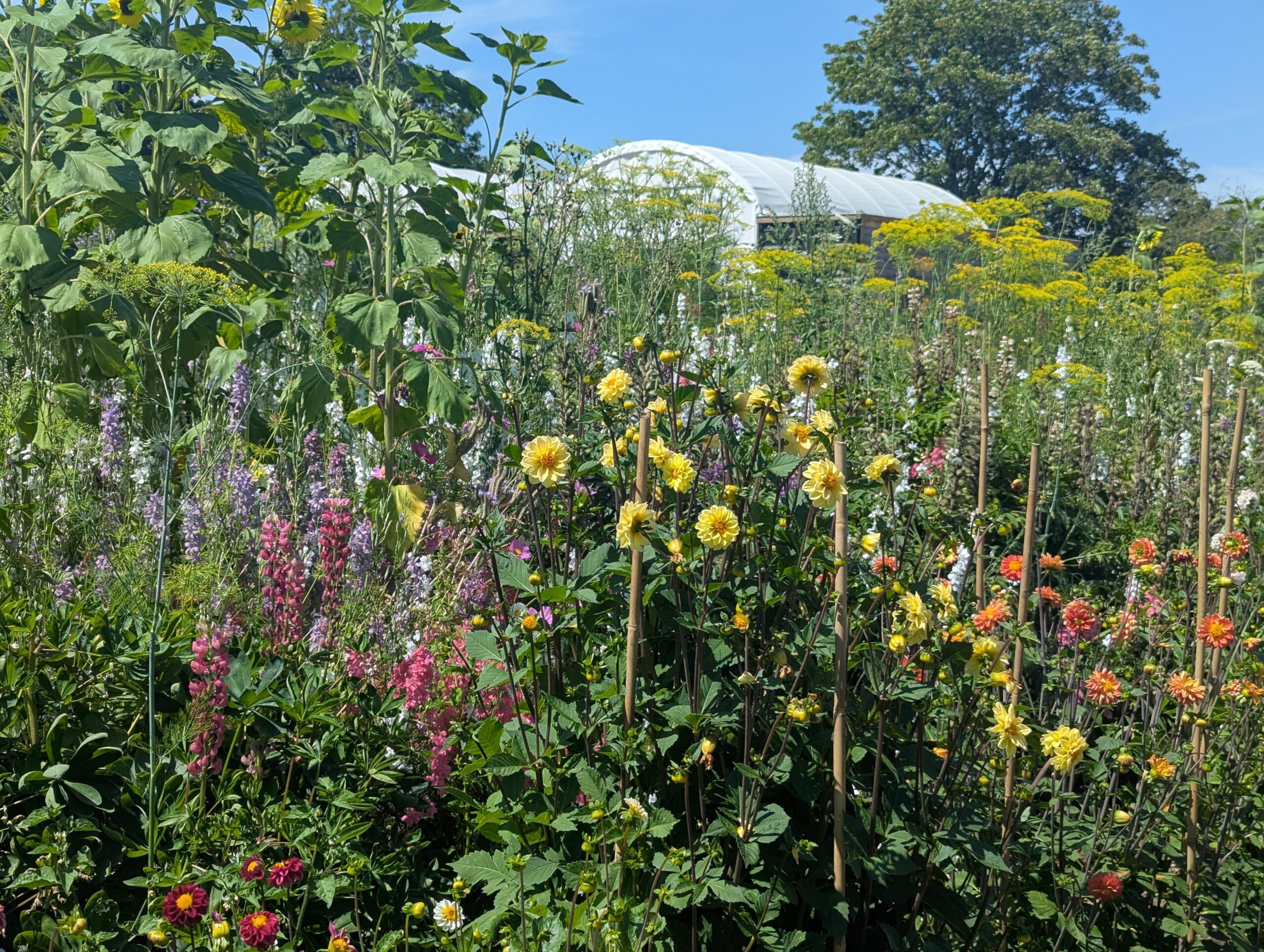 Pick your own flowers