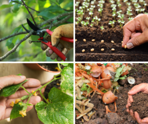 From soil to seed