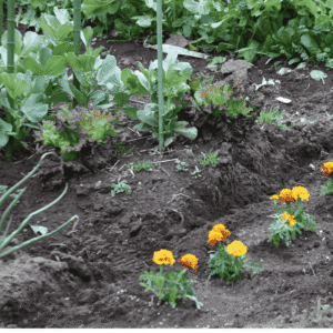 Companion planting
