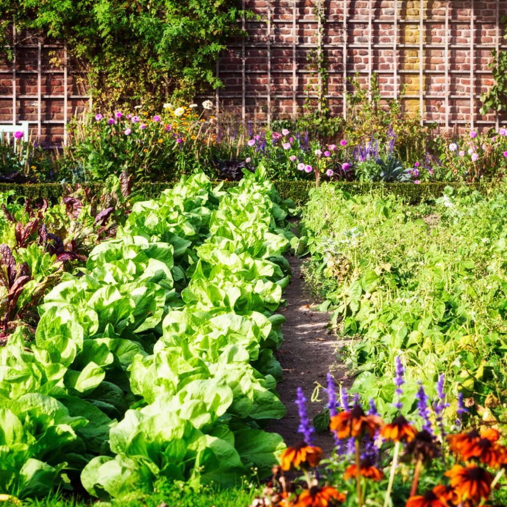 Potager garden plants and flowers