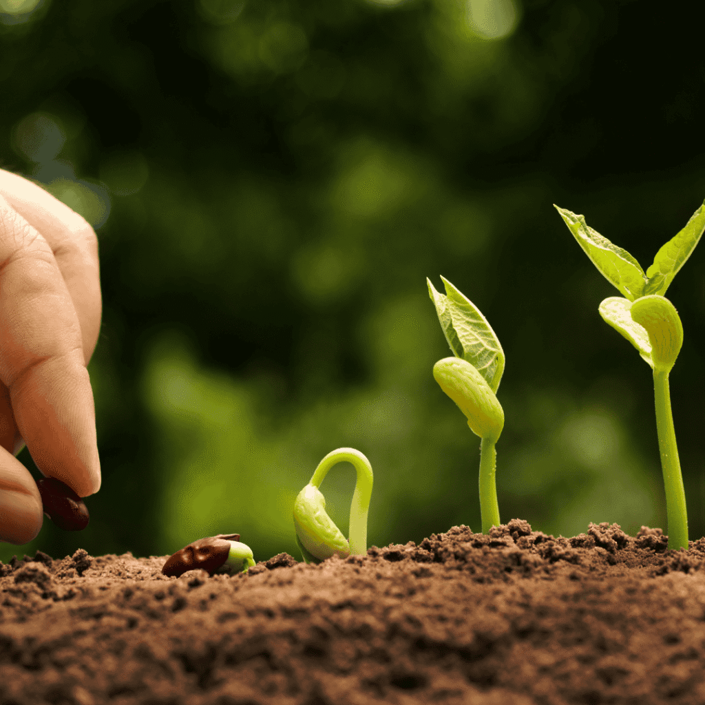 Seed sowing