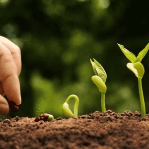 Seed sowing