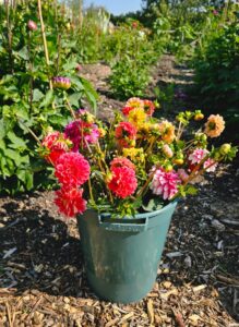 Flowers in bucket