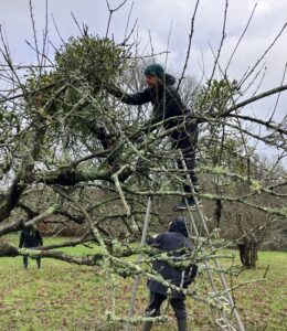 Orchard pruning Jan 2026