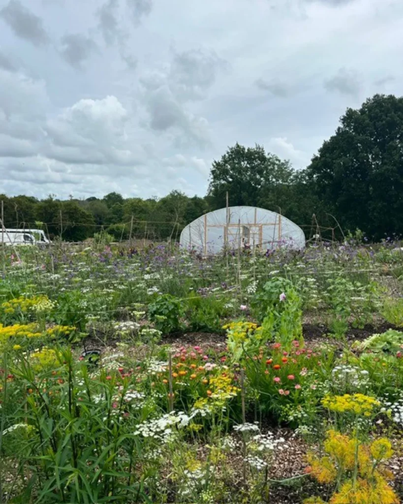 Cut Flower Garden at Hope Farm Community Garden, Hawkhurst