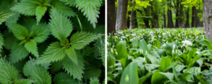 Wil garlic and nettles header