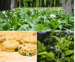 Wild garlic scones
