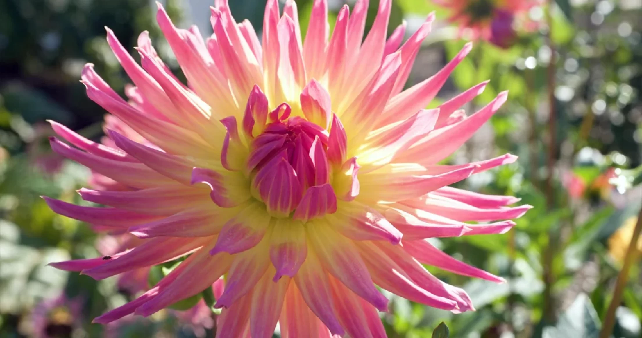 Dahlia grown at Hope Flowers