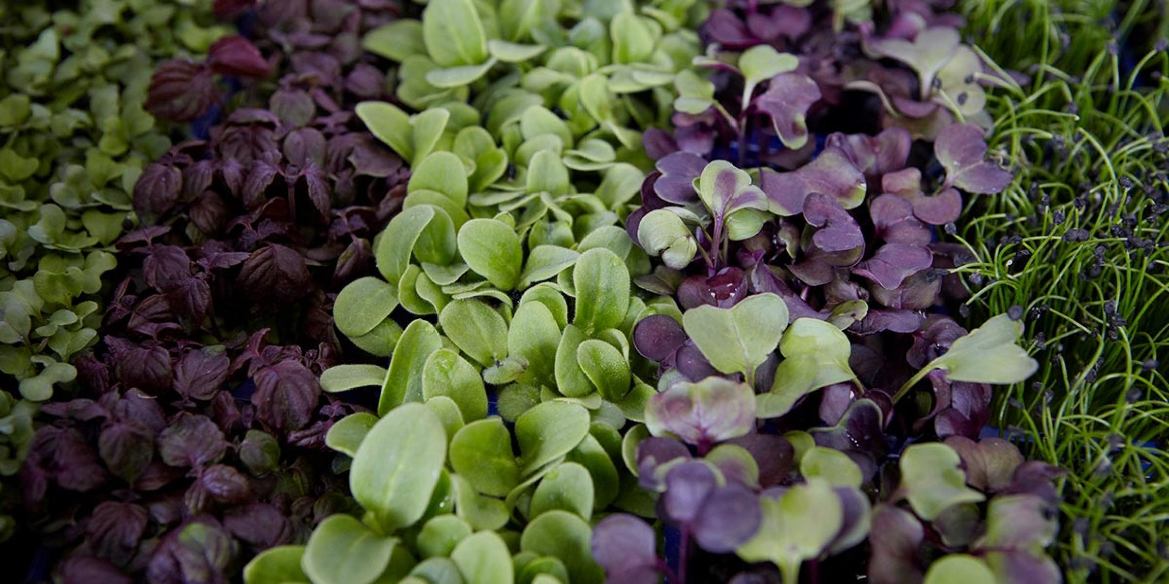 microherbs
